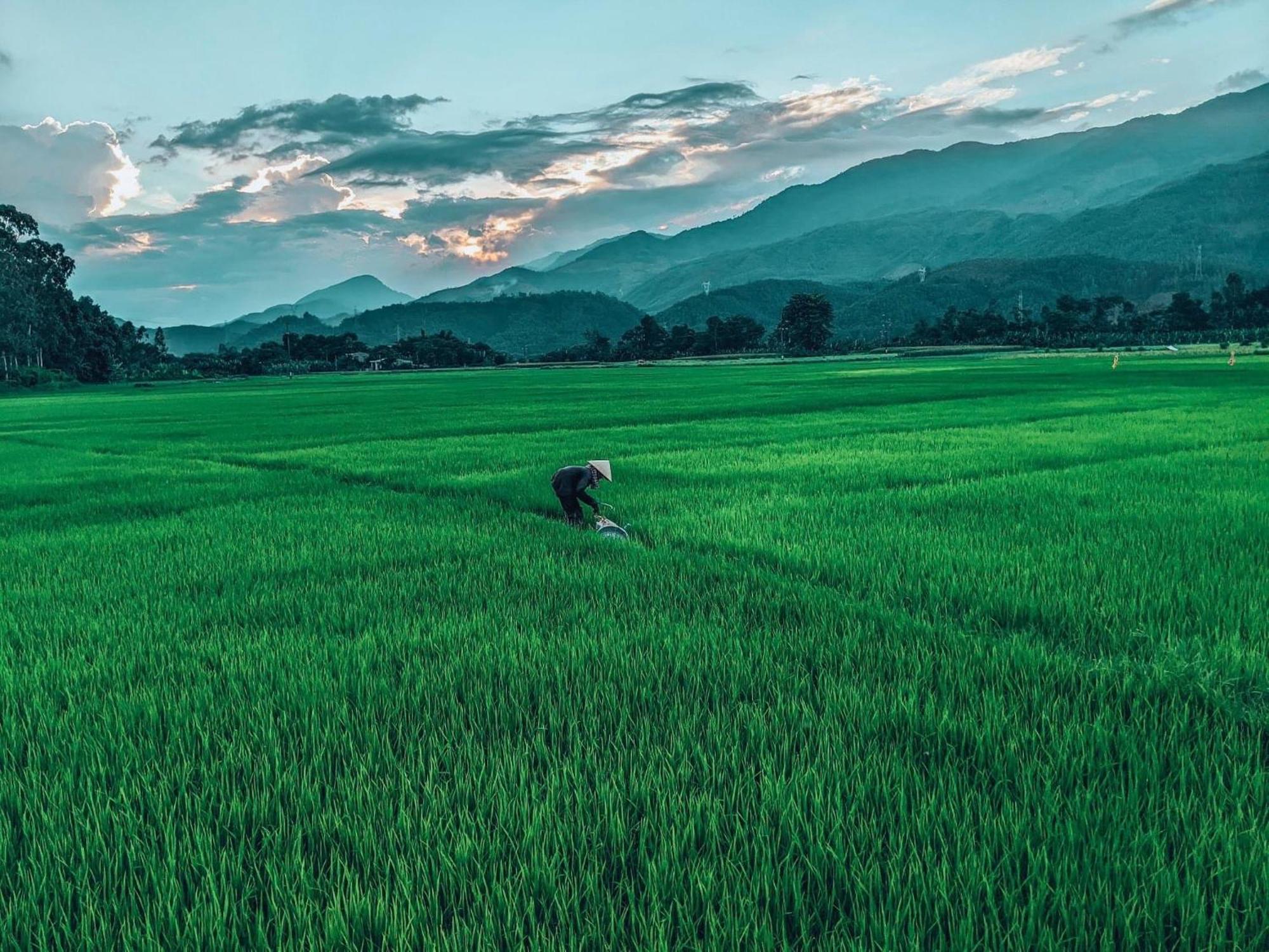 Hoi An Paddy House Homestay 외부 사진